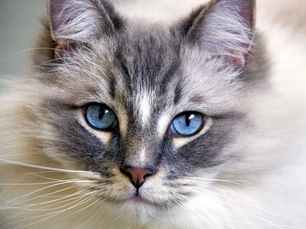 Ragdoll כחול עיניים' title=