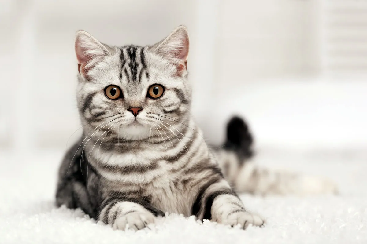 „Tabby Cat“ - vienas iš įprastų katės kailio modelių' title=