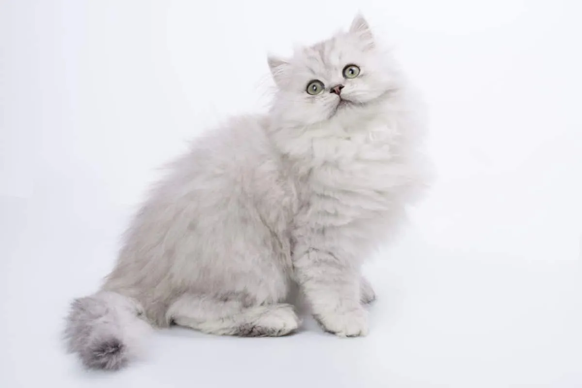 Sidabrinė chinchilla su žaliomis akimis sėdint poza, izoliuota baltame fone' title=