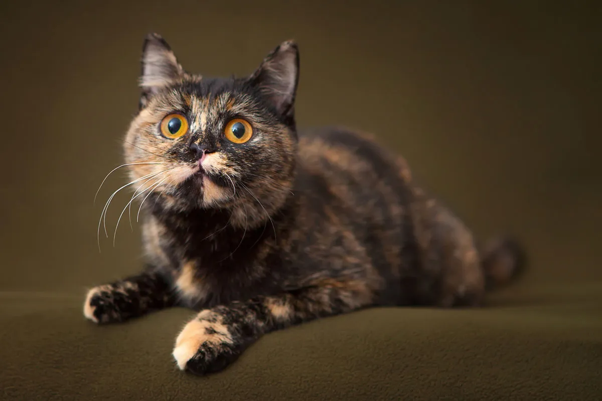 Tortoishell Cat' title=