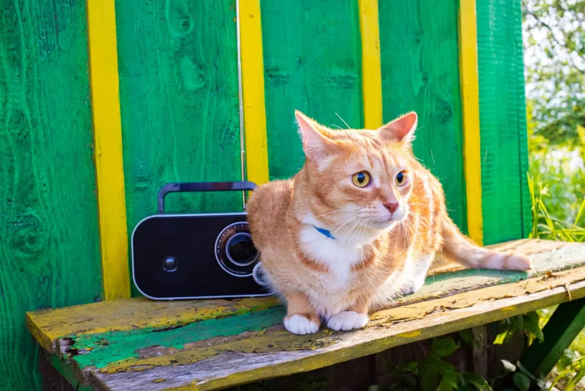 Rdeča mačka, ki sedi na klopi na vrtu in posluša radio' title=