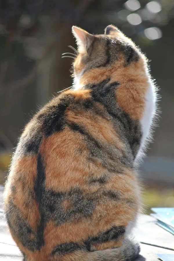 三毛猫の背中にあるトラ模様' title=