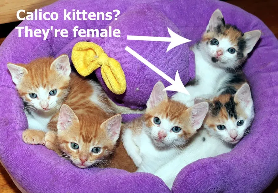 三毛猫を飼っているときに子猫をセックスする方法' title=