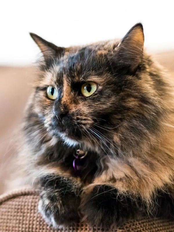 古典的な三毛猫 - 三毛猫そのものではありませんが、かなり近いです。' title=