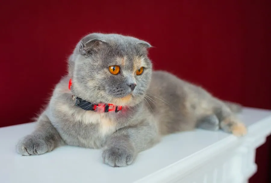 三毛猫を薄める' title=