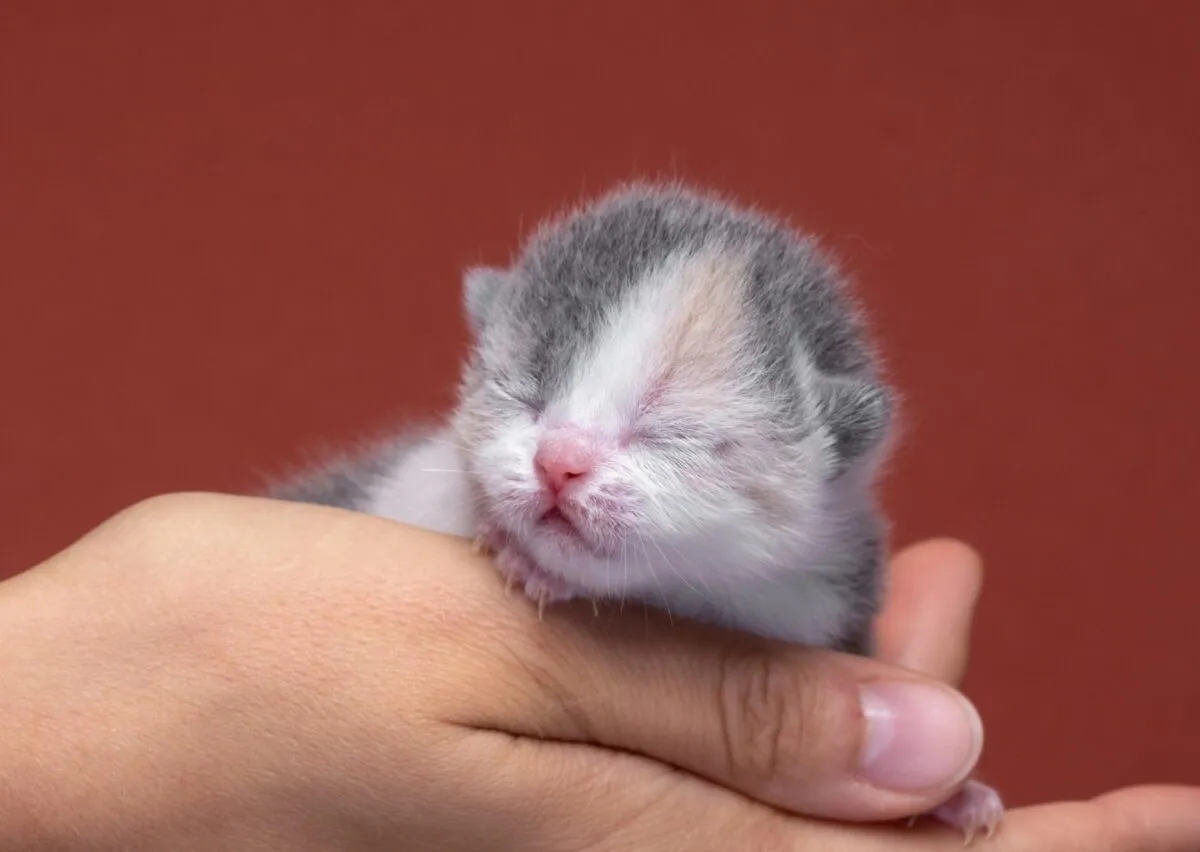 三毛猫の完全ガイド: 知っておくべきことすべて' title=