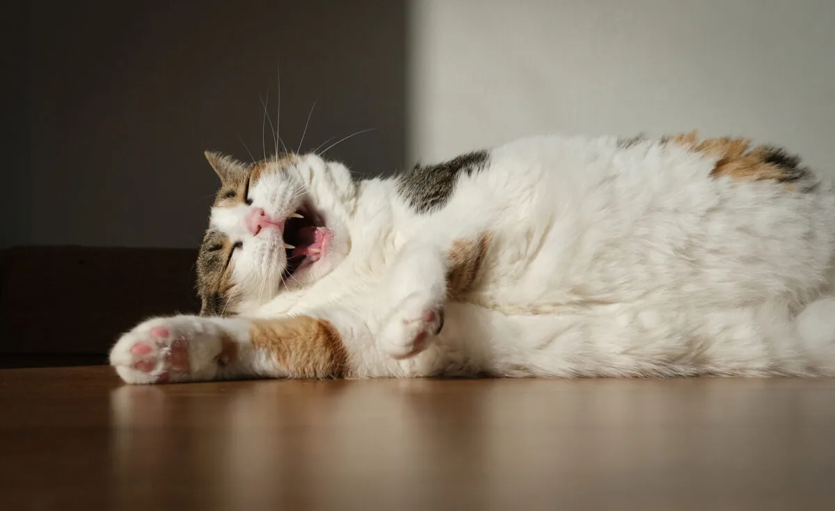三毛猫の完全ガイド: 知っておくべきことすべて' title=
