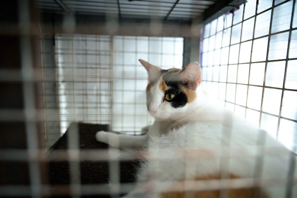 三毛猫の完全ガイド: 知っておくべきことすべて' title=