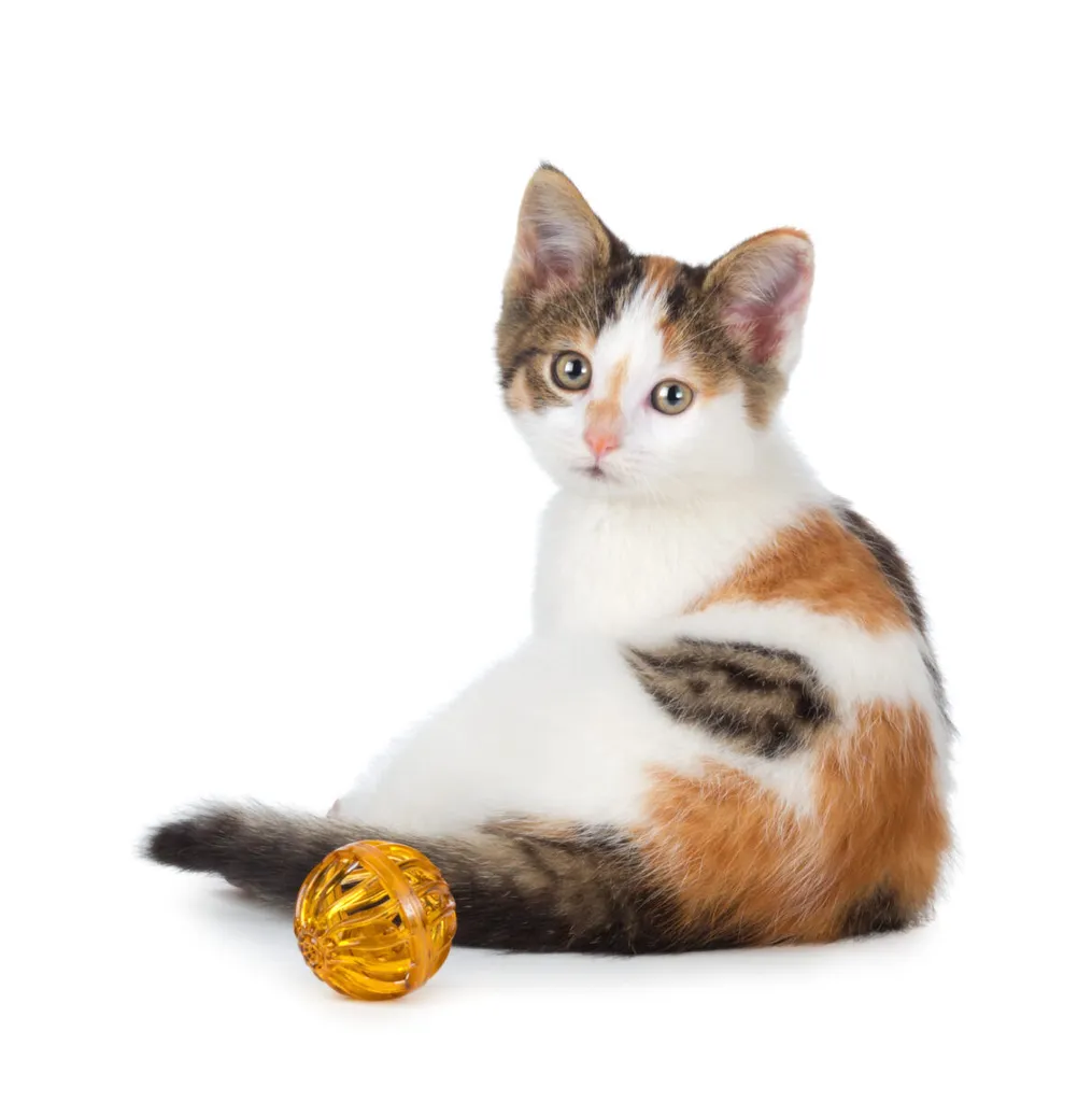 三毛猫の完全ガイド: 知っておくべきことすべて' title=