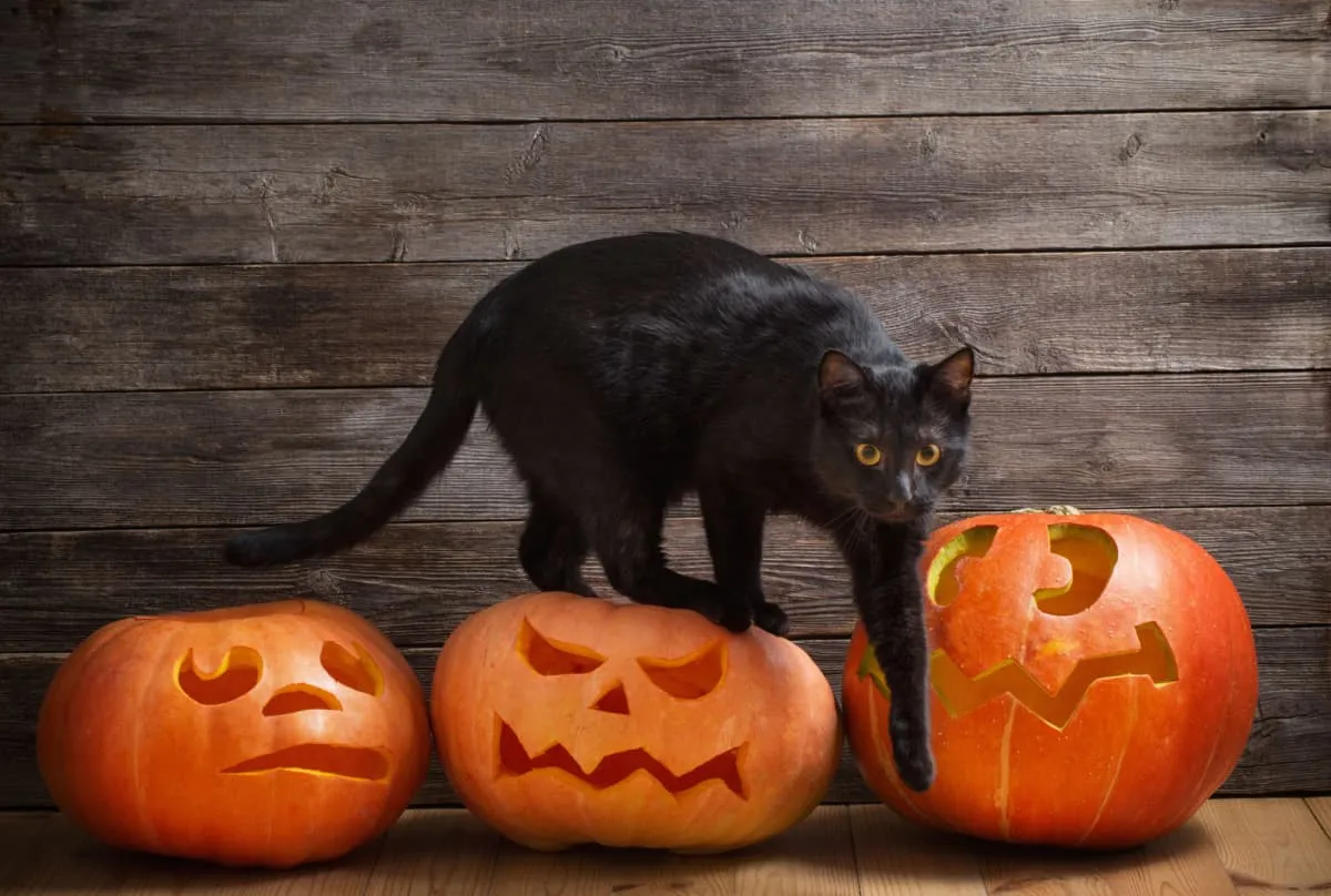 Čierna mačka s oranžovou halloweenskou tekvicou' title=