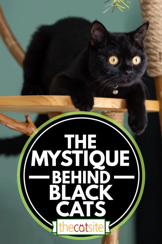 poľovníctvo na ruke vyrobenú z mačky lezenia strom mystiku za čiernou farbou' title=