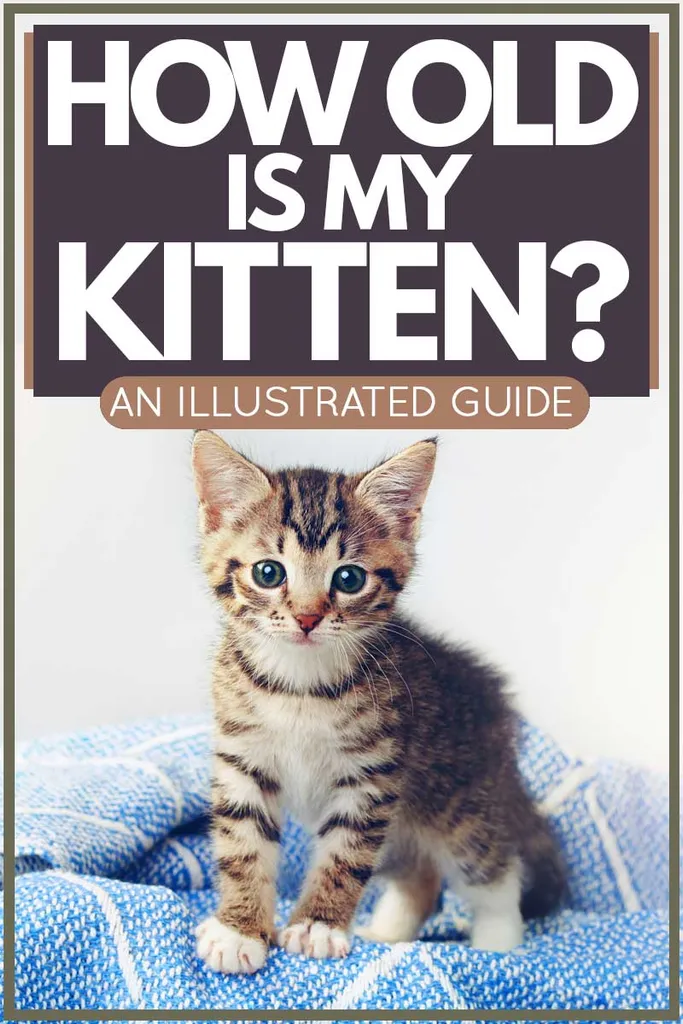 Ljubek maček, ki strmi v nekaj, medtem ko stoji. Naslovni članek za How Old Is My Kitten?' title=