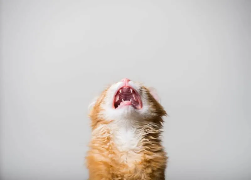Schreikatze isoliert. Lustiges Ingwerkätzchen mit offenem Mund.' title=