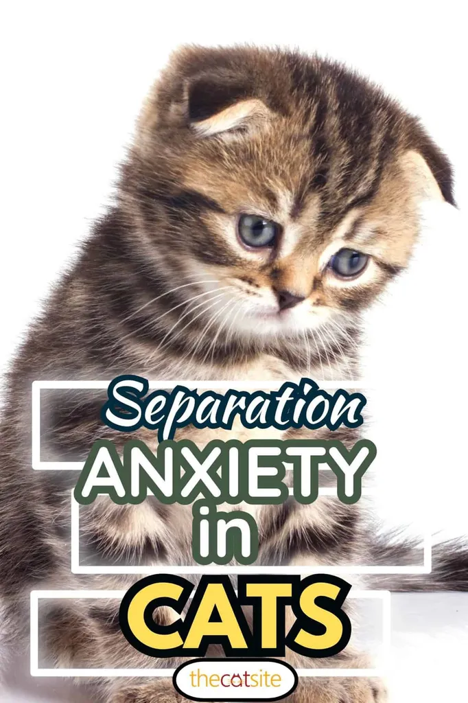 Trauriges kleines Kätzchen isoliert auf weißem Hintergrund Trennungsangst bei Katzen' title=