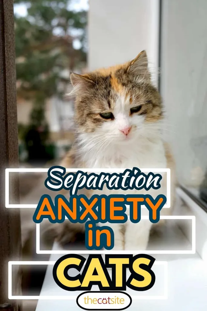 Eine obdachlose Katze sitzt auf der Fensterbank. Haustier im Freien.' title=