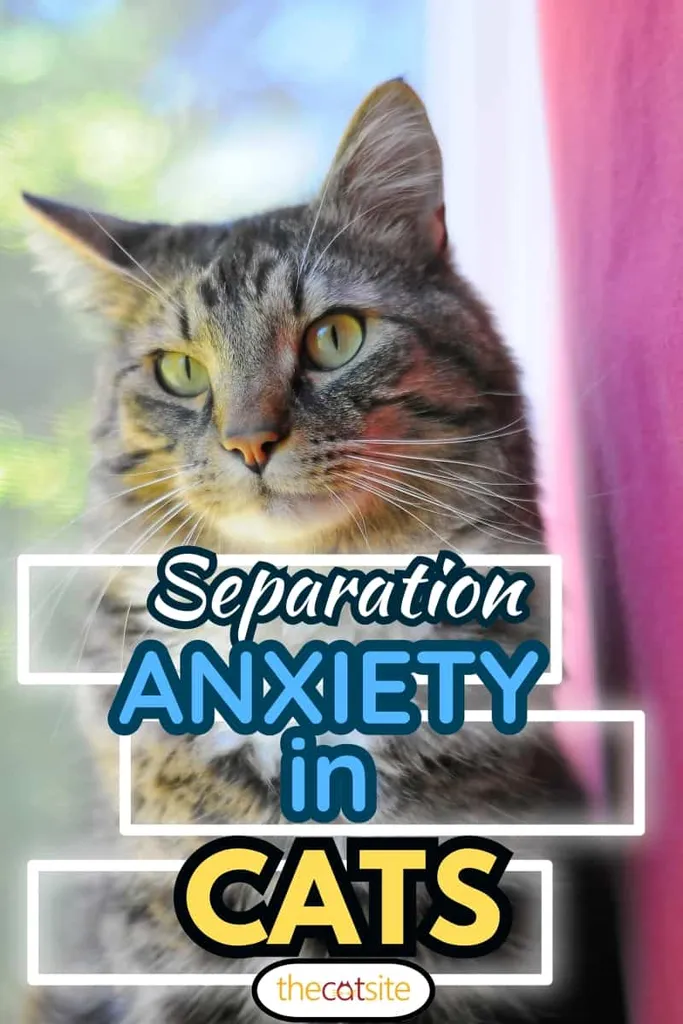 Eine Maine-Coon-Hauskatze sitzt auf der Fensterzelle und starrt in die Kamera.' title=