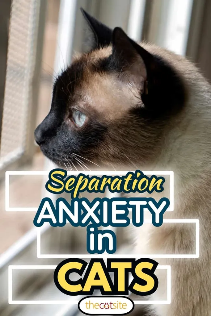 Katze schaut aus dem Fenster' title=