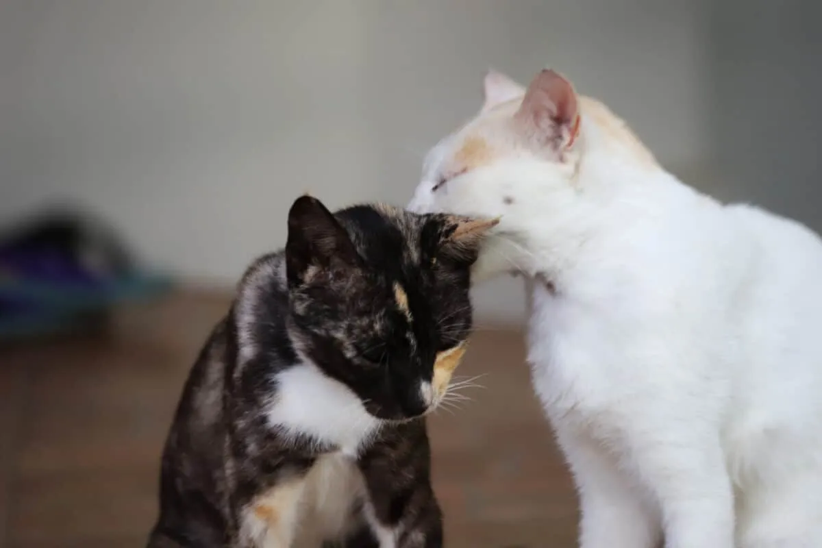introdusere katter til katter' title=