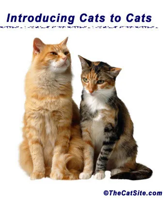 introdusere katter til katter' title=