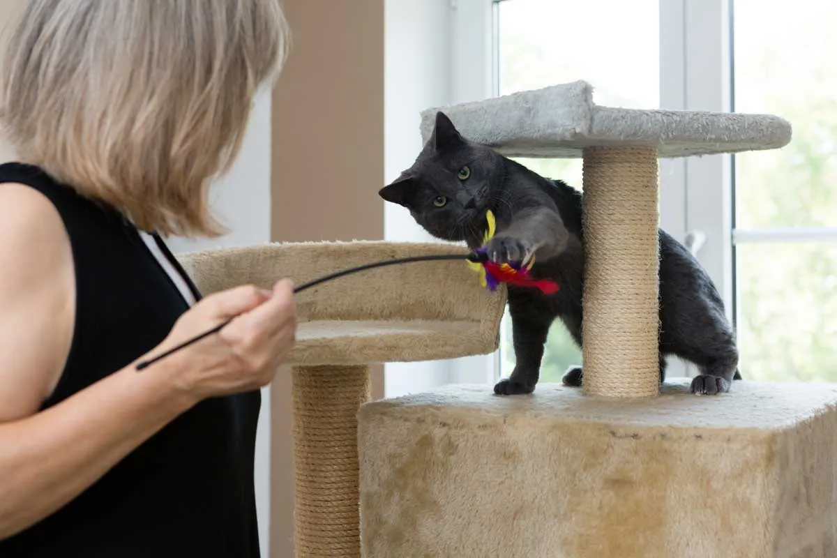 Ženska-drži-igračo-za-hišnega ljubljenčka se igra z mlado-sivo-mačko' title=