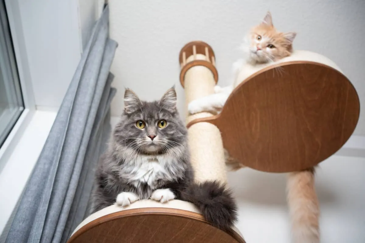 猫の木の家具アイテムの上にある2匹の猫' title=