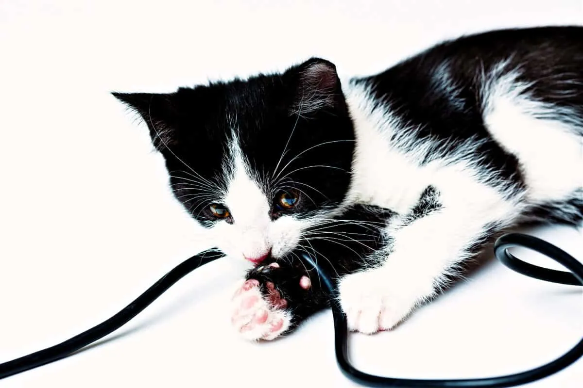 Как да спрем проблемите с дъвченето при котки' title=