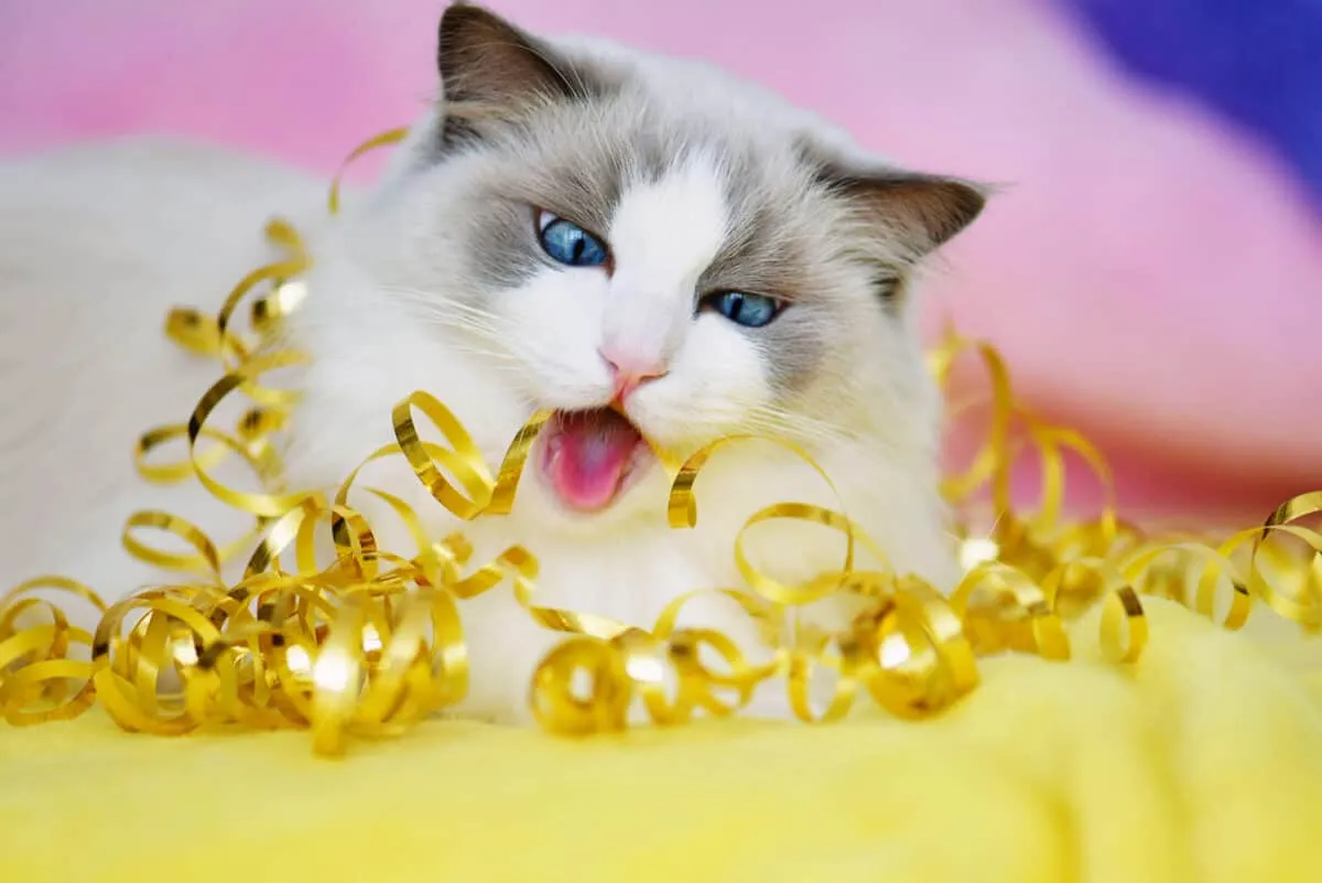 Как да спрем проблемите с дъвченето при котки' title=