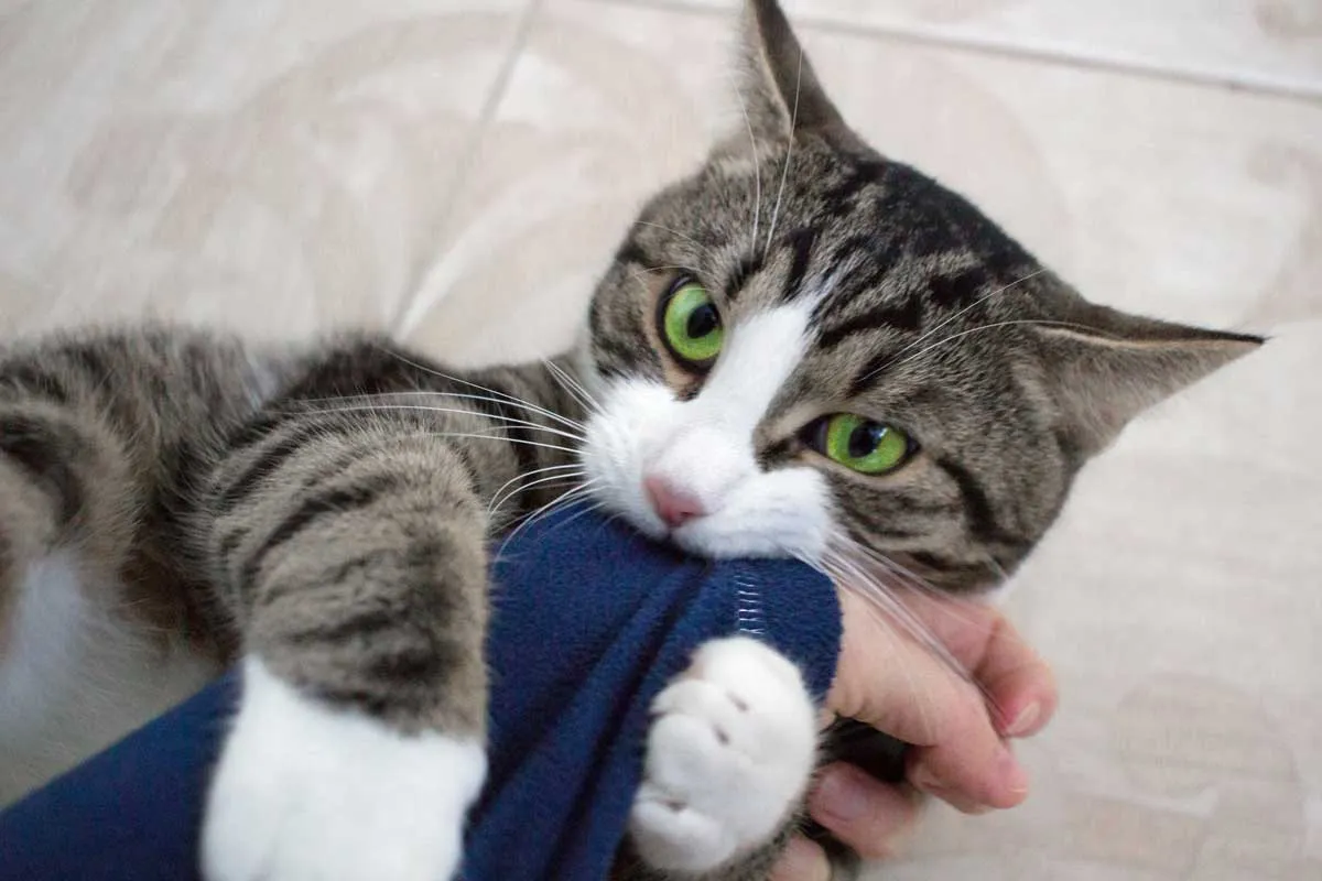 Gatto che attacca il proprietario che morde il panno' title=