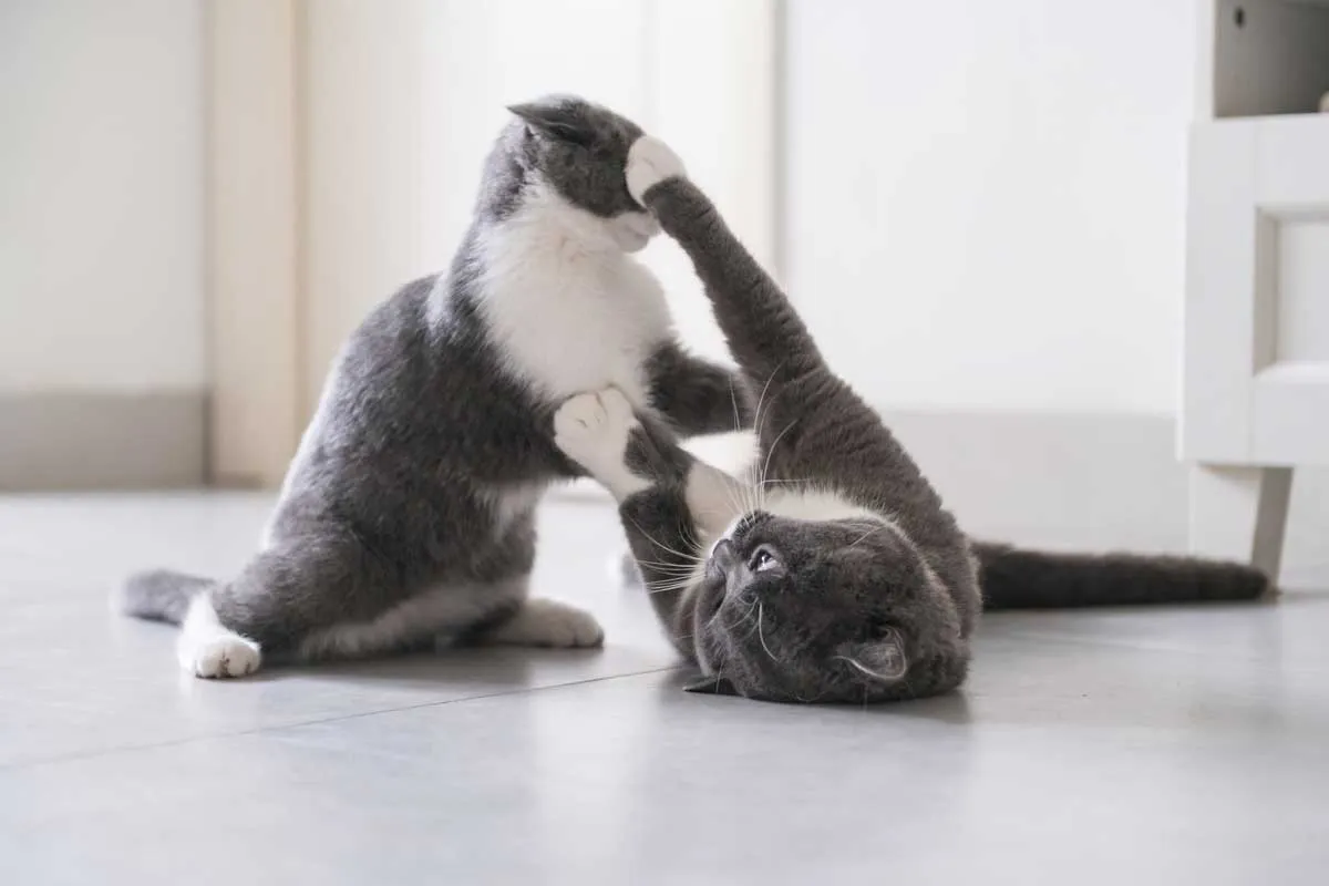 Gatti che combattono aggressivamente tra loro' title=