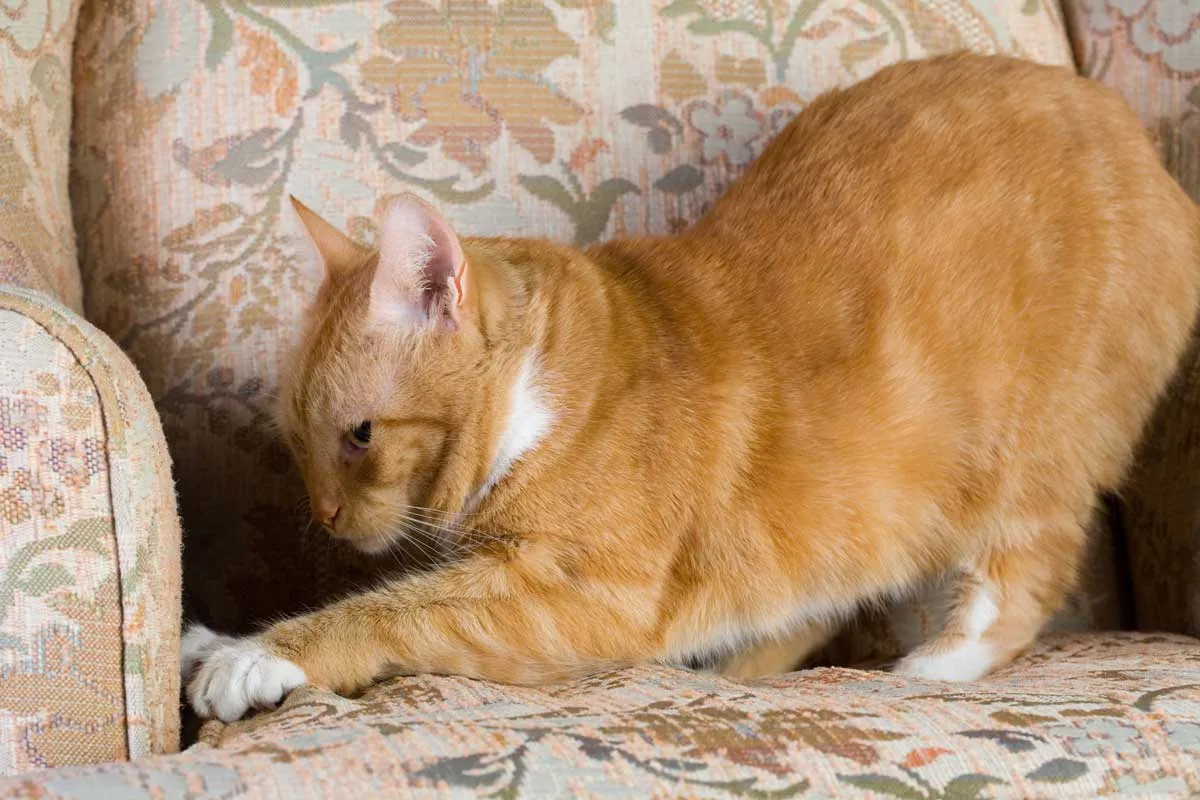 Gatto che affonda gli artigli nel divano' title=