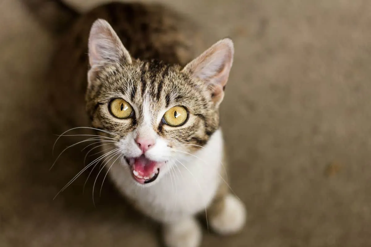problemi comportamentali del gatto - miagolio vocale del gatto' title=