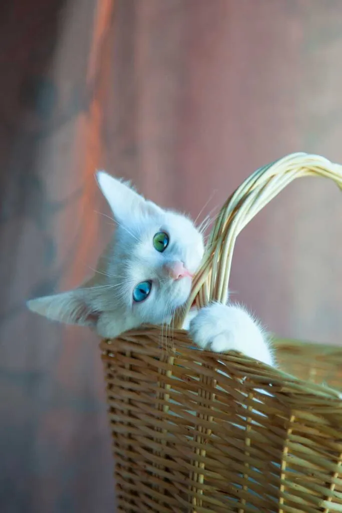 problemi comportamentali del gatto - Simpatico gatto bianco che morde il cestino forse affamato' title=