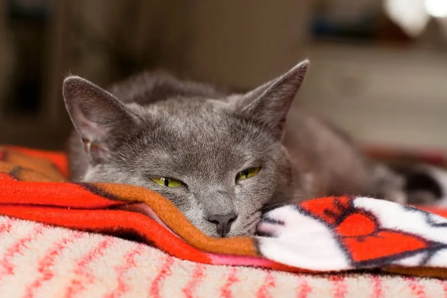 10 consigli indispensabili per vivere felicemente con un gatto timido' title=