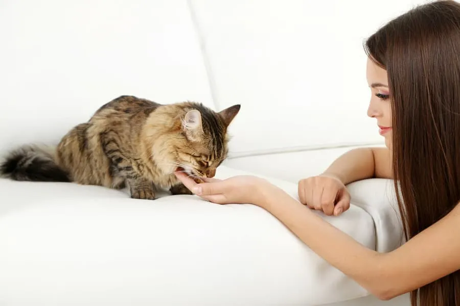 10 consigli indispensabili per vivere felicemente con un gatto timido' title=