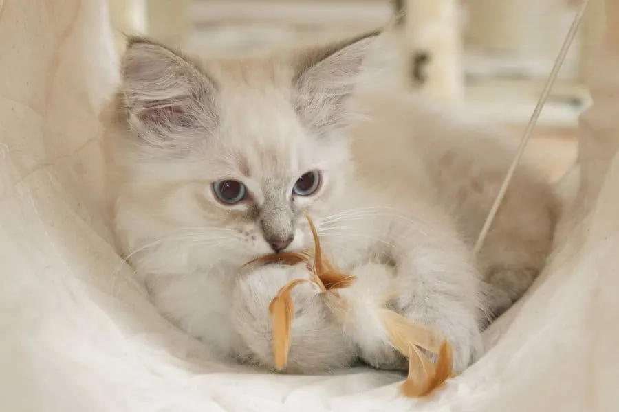 10 consigli indispensabili per vivere felicemente con un gatto timido' title=