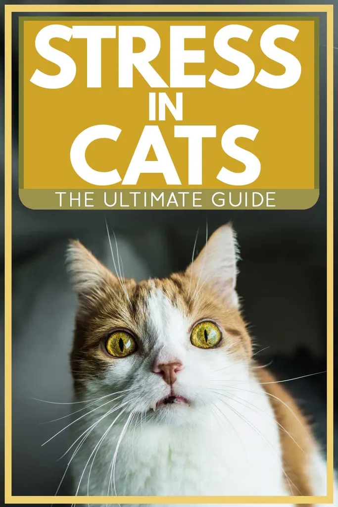 L'estrès en els gats: la guia definitiva' title=