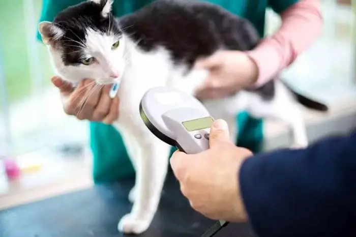 Microchipping a cat