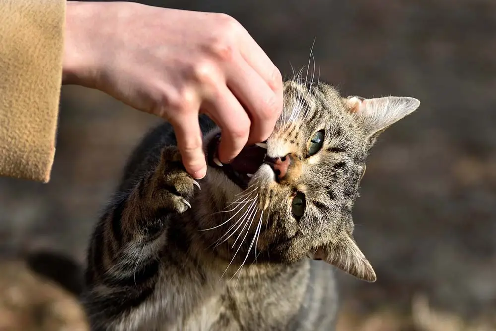 Gentle vs aggressive biting