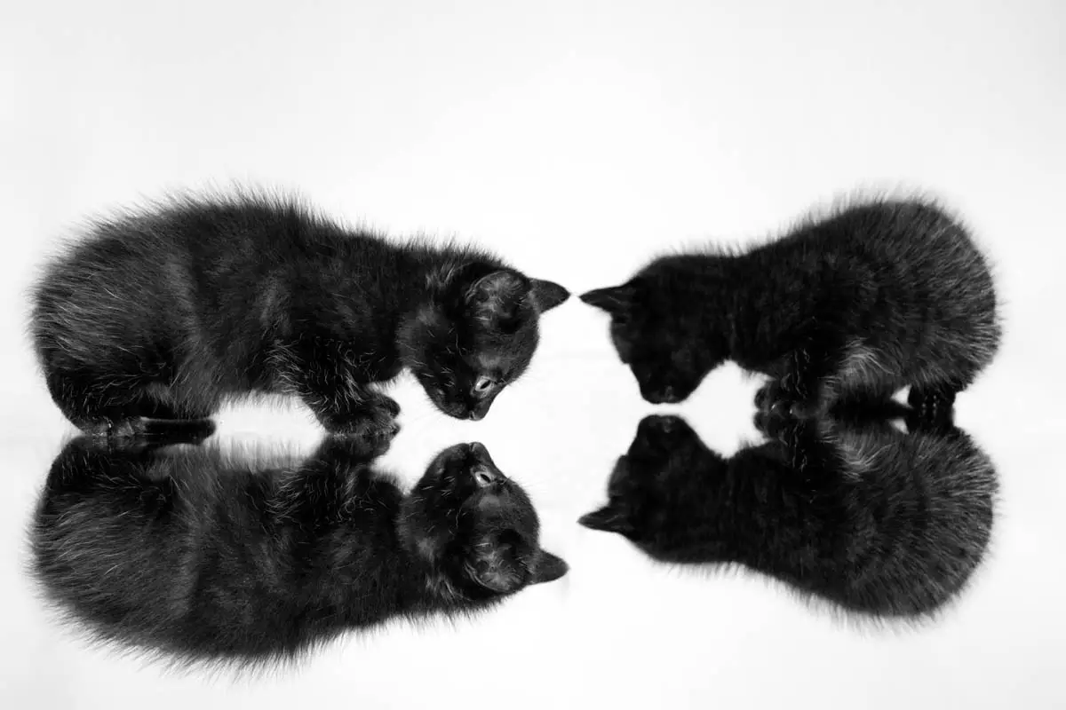 Does littermate syndrome affect cats?