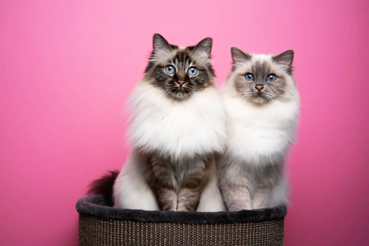 „Birman Cats“: išsamus vadovas' title=