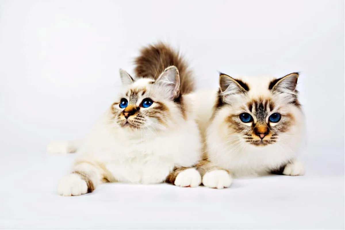 „Birman Cats“: išsamus vadovas' title=