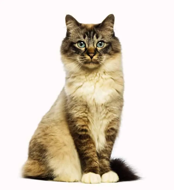 „Birman Cats“: išsamus vadovas' title=