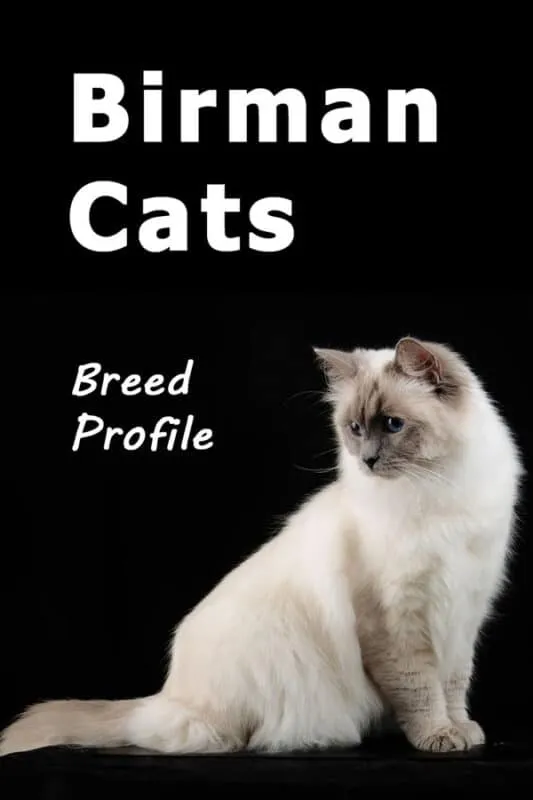 „Birman Cats“: išsamus vadovas' title=