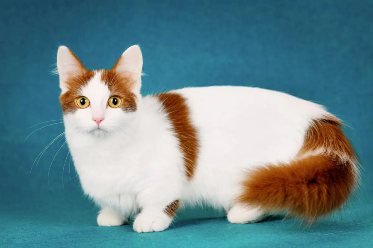 Munchkin Cats - komplexný pohľad na ich genetické črty a etickú debatu' title=