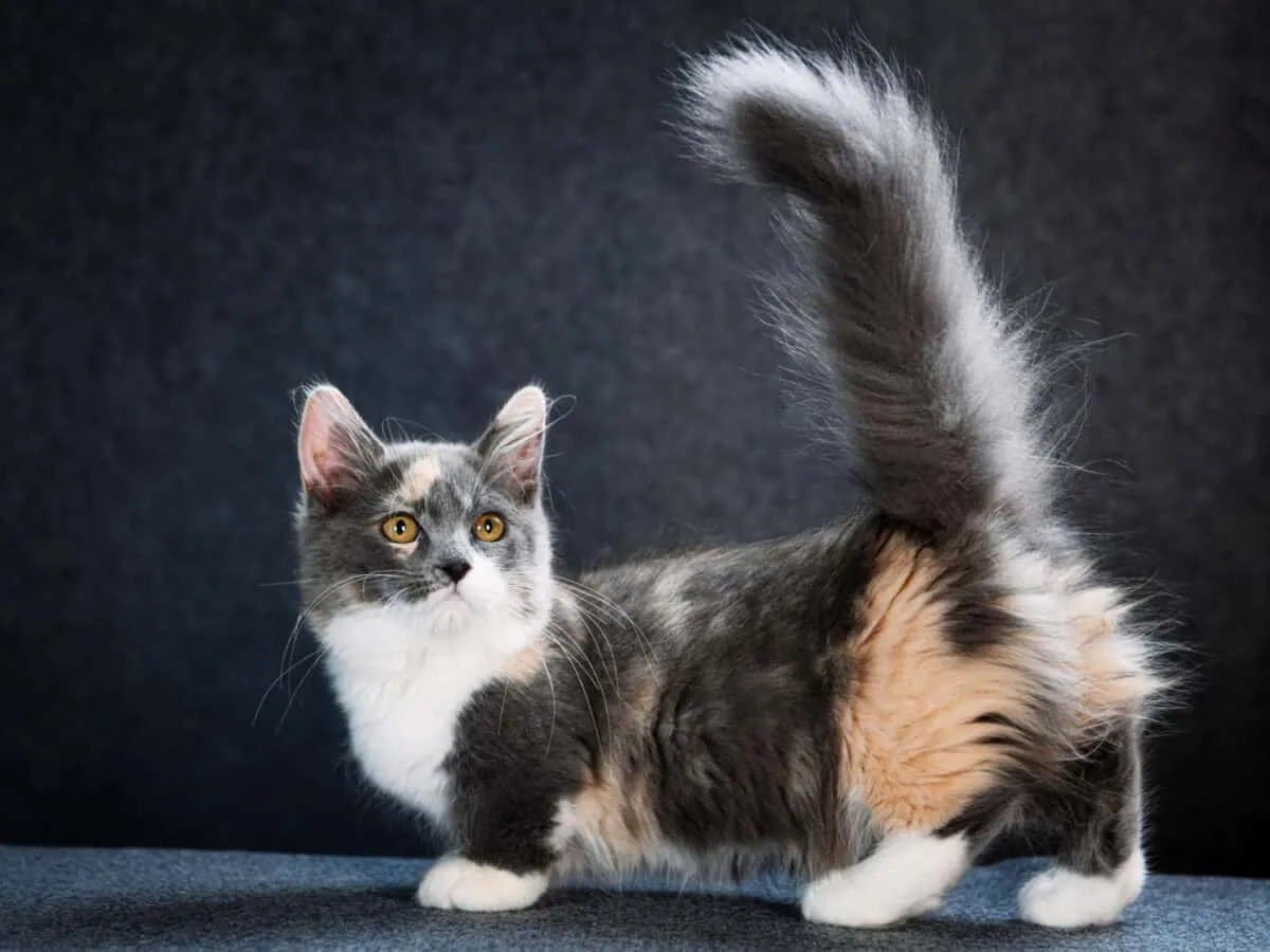 Munchkin Cats - komplexný pohľad na ich genetické črty a etickú debatu' title=