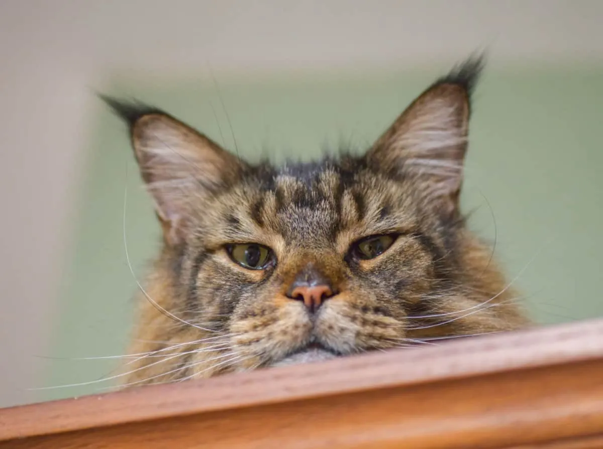 חתול MaineCoon נראה ברצינות ובוהה מלמעלה' title=