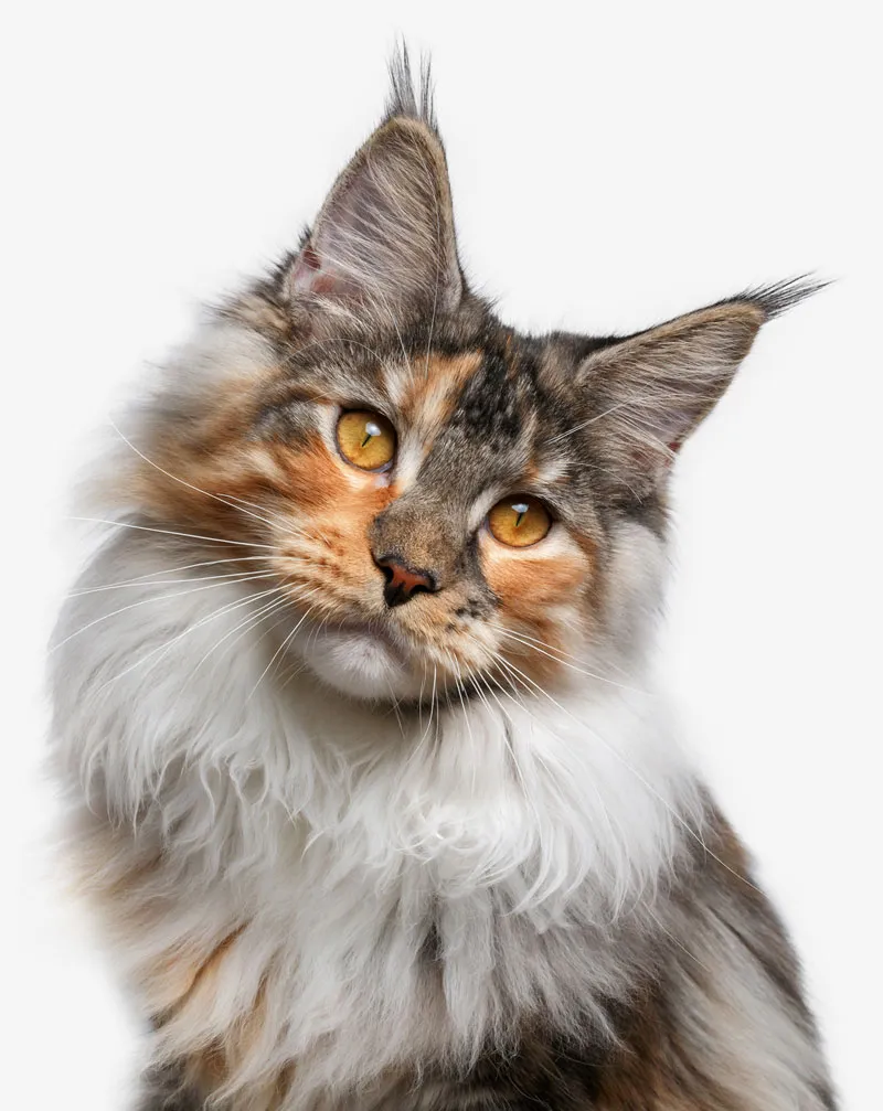 Vai arī jūsu kaķis varētu būt Maine Coon?' title=