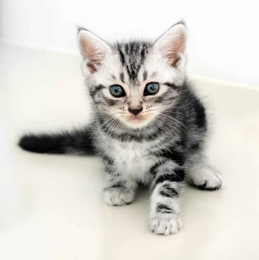 American Shorthair Cats: En detaljerad översikt över en älskad ras' title=