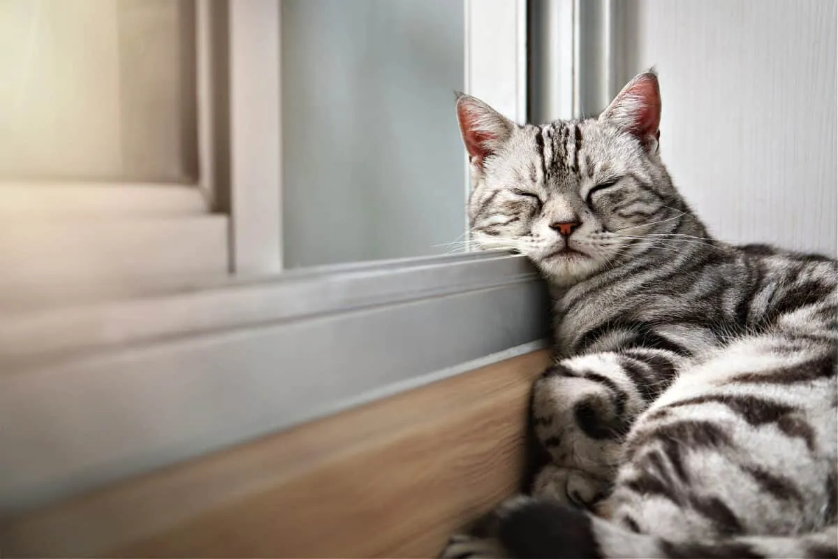 American Shorthair Cats: En detaljerad översikt över en älskad ras' title=