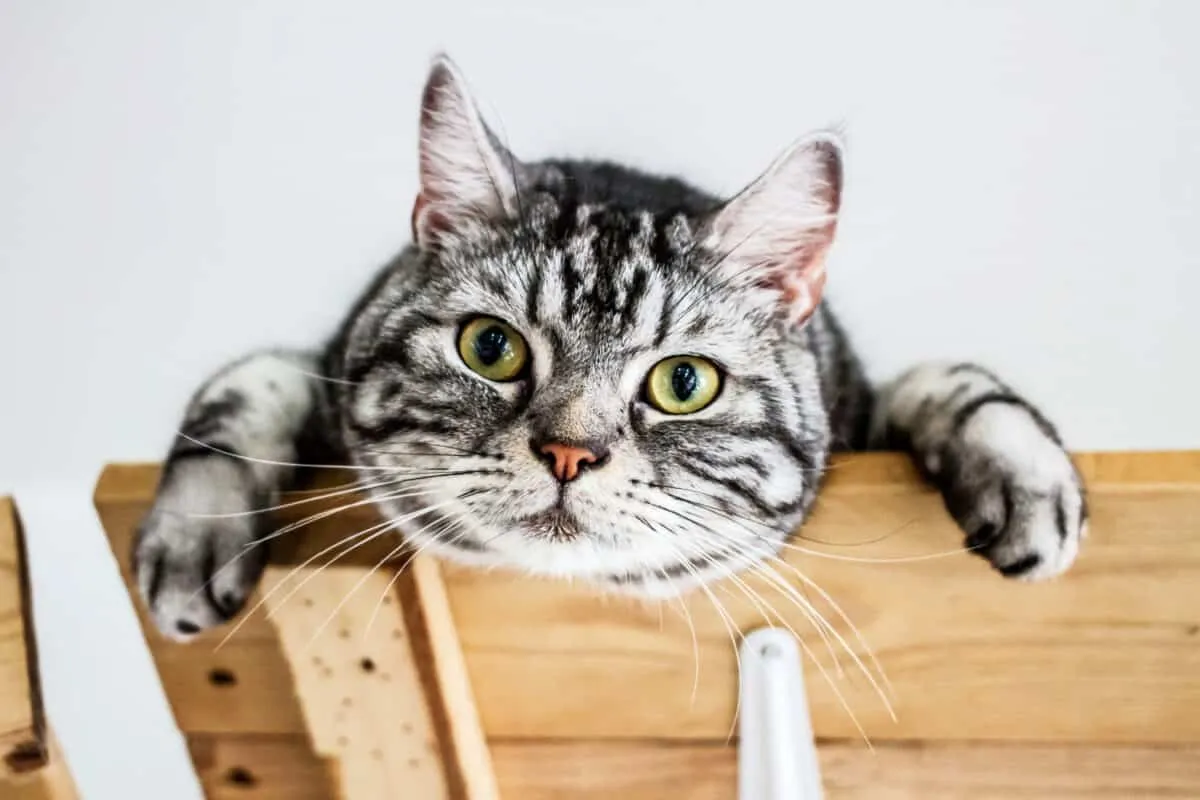 American Shorthair Cats: En detaljerad översikt över en älskad ras' title=